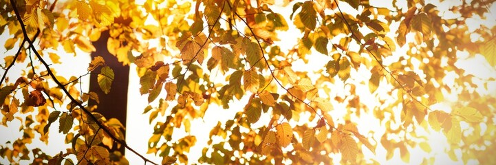 Leaves in a branch of tree