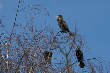 Cormorants sit in the tree in the spring sun
