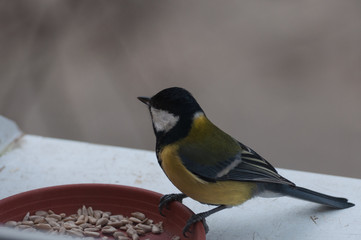 Great Tit on the window sill at the feeding plate