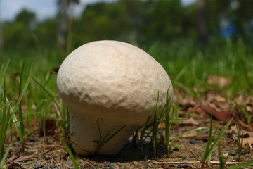 Giant puffball (Calvatia gigantea) fungus growing in grassland. Background of grass..