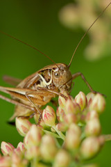 Grasshopper eating on a plant eating a leaf