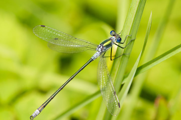 Close up of Blue Dragonfly.