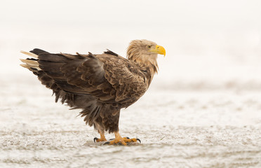 White-tailed eagle in the snow