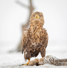 White-tailed eagle predating on a hare in snowy conditions
