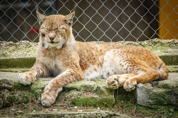 Wounded lynx in a cage with closed eyes