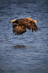 Seeadler mit Fisch