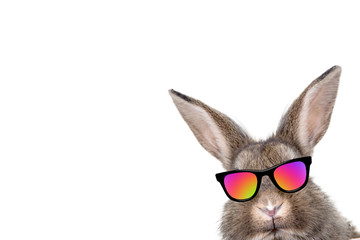 osterhase cool © drubig-photo