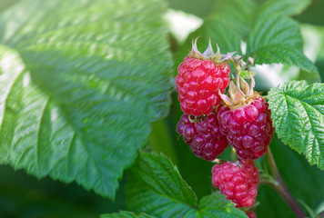 Raspberries on a branch close up.