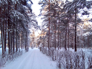 Winter pine forest with path and ski track. Snowy landscape.