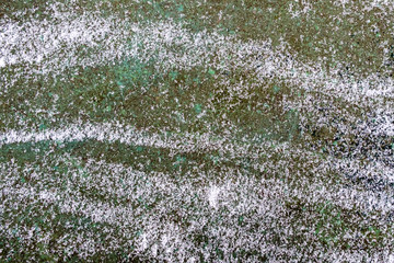Texture of old green wall with snow