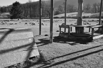 Gregge, pecore, gazebo su prato invernale di centro equestre con alberi e boschi sullo sfondo. Pratoni del Vivaro, Castelli Romani, Lazio, Italia. Bianco e nero