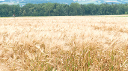 Weizenfeld Getreidefeld Ernte Landwirtschaft Sommer Kronfeld