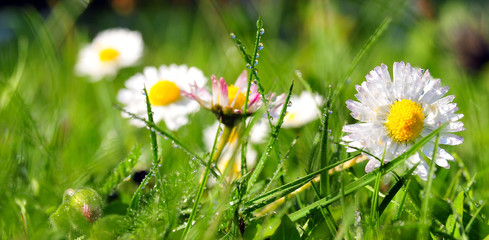 Frühling Blumenwiese mit Tau und Gänseblümchen © fichtelsonne