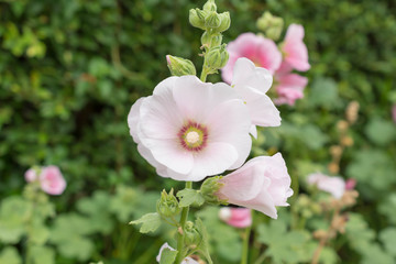 花・ピンク・タチアオイ・ hollyhock