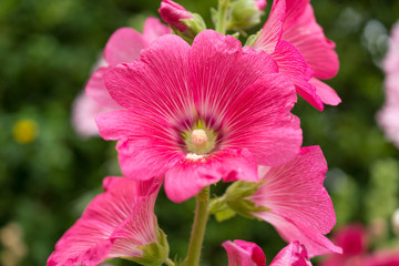 花・ピンク・タチアオイ・ hollyhock