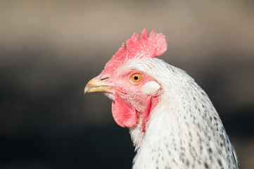 Profile picture of a chicken