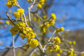 Yellow flowered dogwood with blue sky in the background.