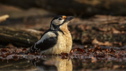 Great Spotted Woodpecker