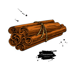 Cinnamon stick tied bunch Vector drawing. Hand drawn sketch.