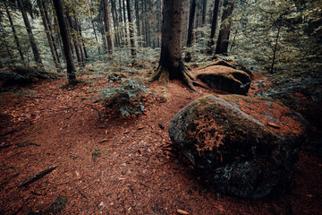 Waldboden mit großen Steinen