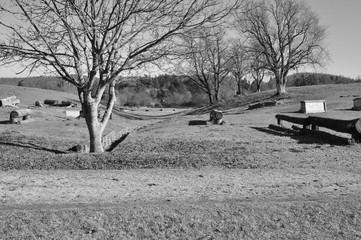 Alberi con ostacoli su prato invernale di centro equestre con alberi e boschi sullo sfondo. Pratoni del Vivaro, Castelli Romani, Lazio, Italia. Bianco e nero