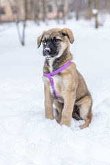 Little puppy in the snow