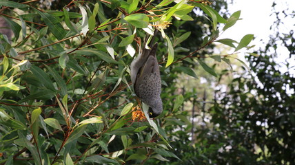 oiseau