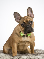 French bulldog portrait. The puppy is wearing a green bow. Funny dog picture. Image taken in a studio.