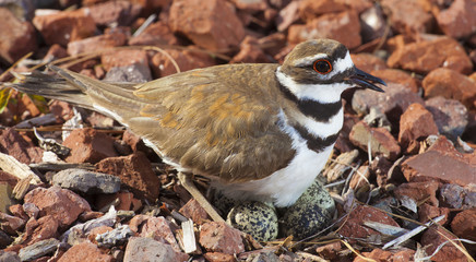 Close to the nest