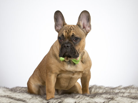 French bulldog portrait. The puppy is wearing a green bow. Funny dog picture. Image taken in a studio.
