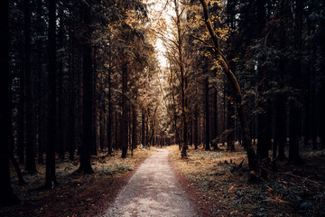 Waldweg zum Wandern durch den Wald