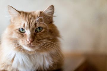 Cute funny fluffy red cat