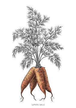 Carrots hand drawing engraving illustration isolated on white background
