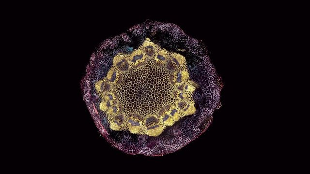 Dicotyledoneae - microscopic cross section cut of a plant stem - dark field - dark field
