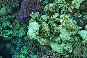Naklejka na ściany i meble the underwater world of the coral of the Red Sea