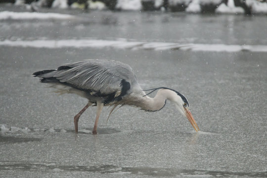 Grey heron in the snow
