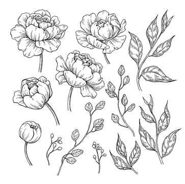 Peony flower and leaves drawing. Vector hand drawn engraved flor