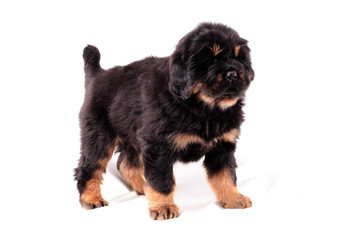 Тибетский мастиф, щенок.