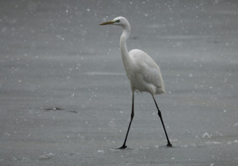 great egret under the snow