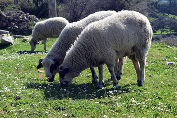 Sheep graze on the green grass.Turkey 