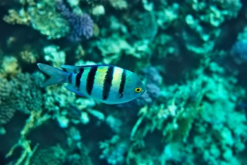 the underwater world of the coral of the Red Sea