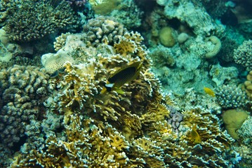 the underwater world of the coral of the Red Sea