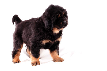 Тибетский мастиф, щенок, удивлен