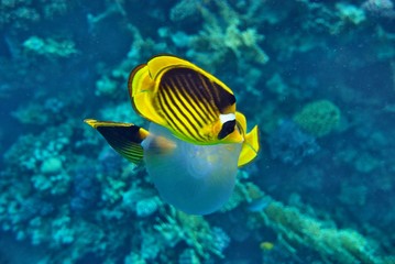 the underwater world of the coral of the Red Sea