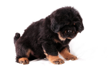 Тибетский мастиф, щенок, грустит