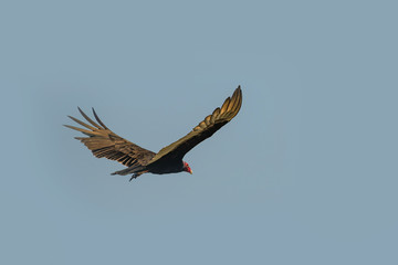 Flying turkey vulture (Cathartes aura) on a blue sky background in Cuba.