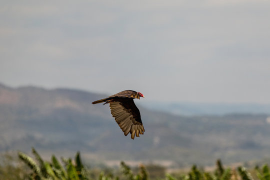 Flying turkey vulture (Cathartes aura) over the mountains in the Vinales valley, Cuba.