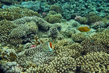 the underwater world of the coral of the Red Sea