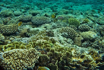 the underwater world of the coral of the Red Sea