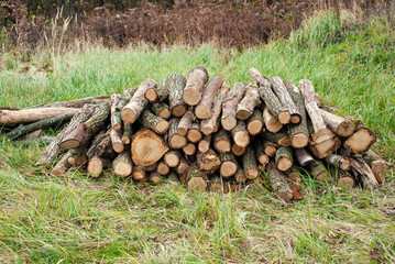 Freshly cut tree logs piled up on the green grass. Logs felled into one pile.